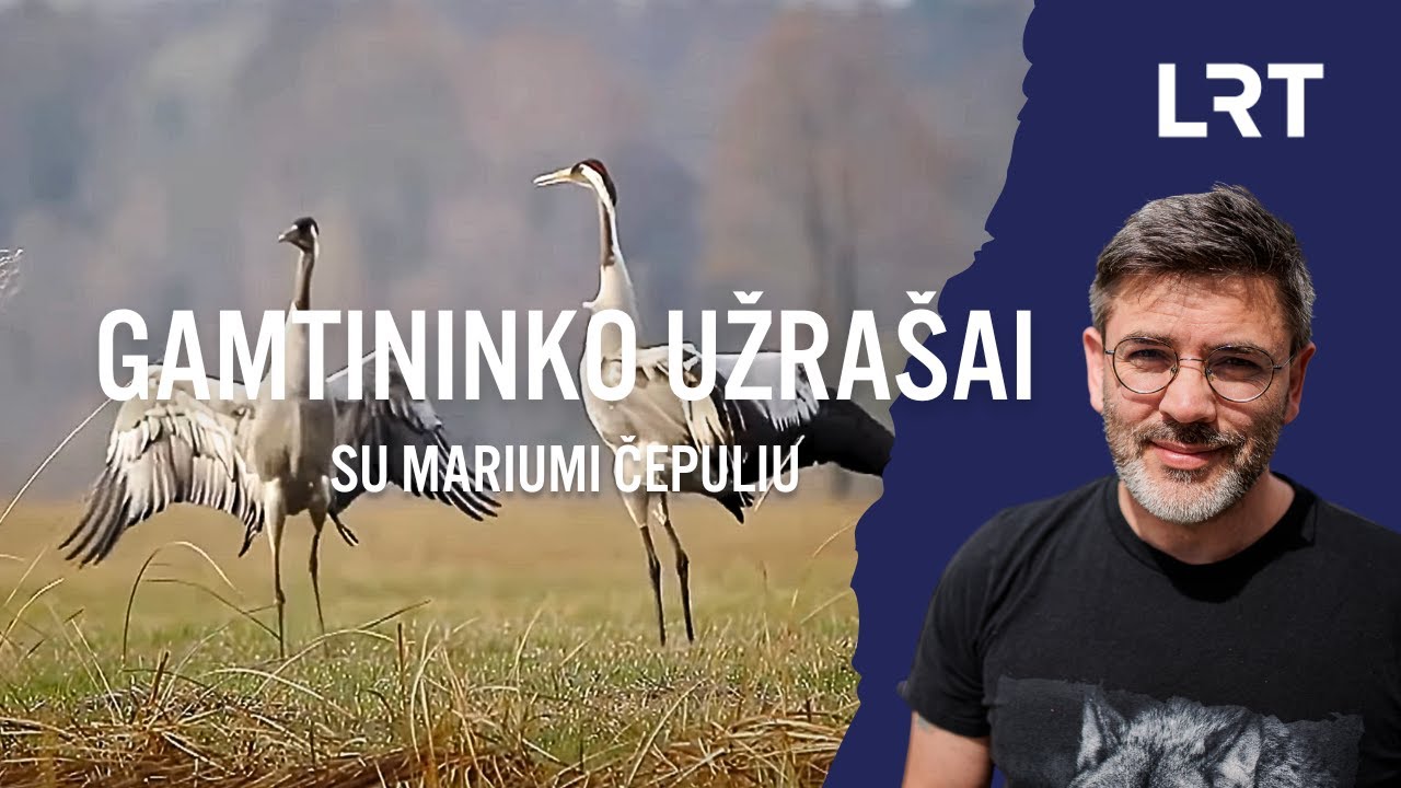 Gamtininko užrašai. Pirmųjų grįžusių gervių šokius stebėjęs Čepulis