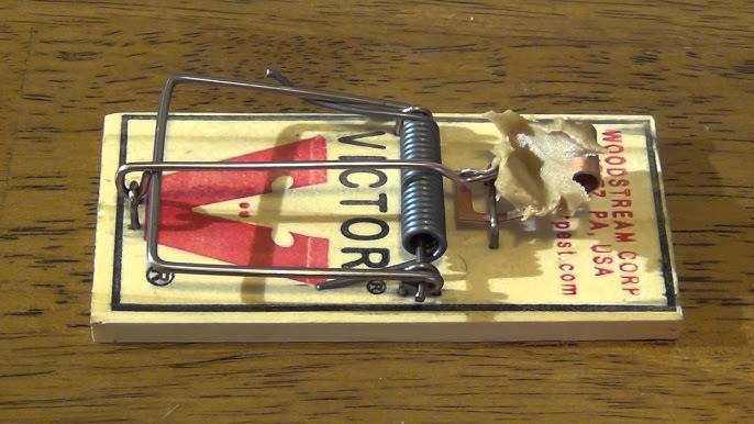 Victor TIN CAT® Mouse Trap Instructional Video 