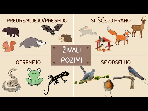 Video: Katere živali živijo V Listnatih Gozdovih