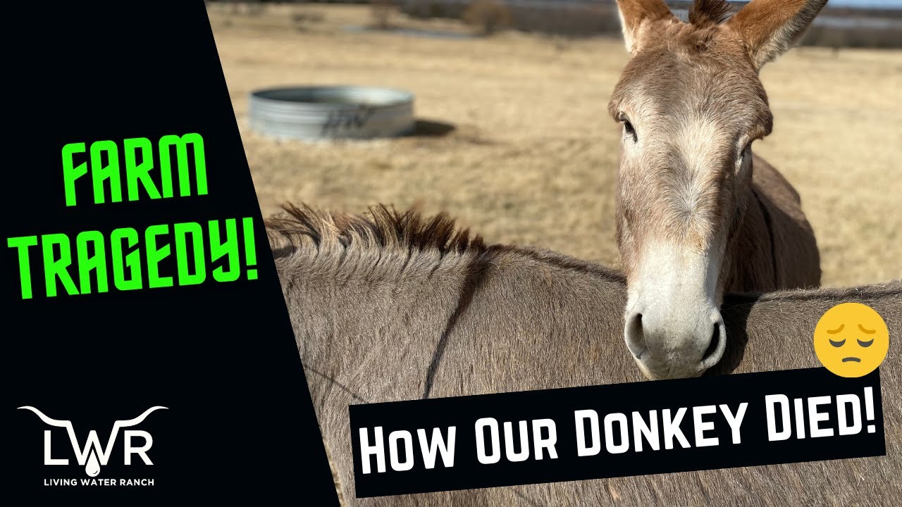 Life and Death on the Farm || How Our Donkey Died