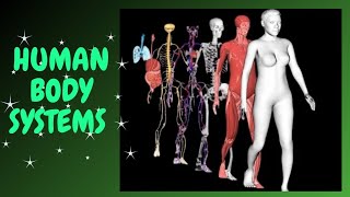 Human Body Organ Systems and Functions | 7 important human body systems