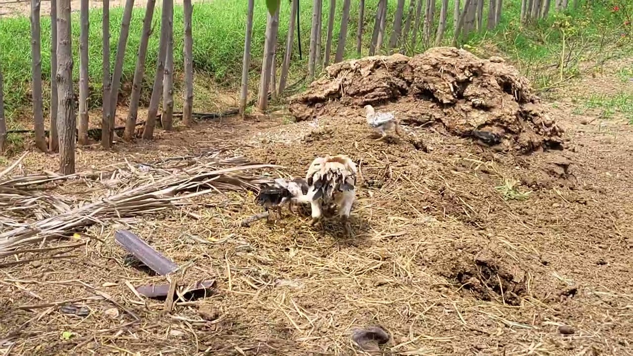 parrot beak long tail chicks sale 