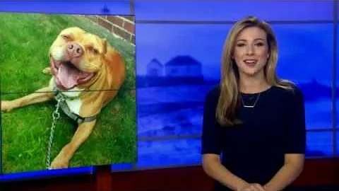 WHO WANTS THIS DOG?  NBC 10 weather  blooper