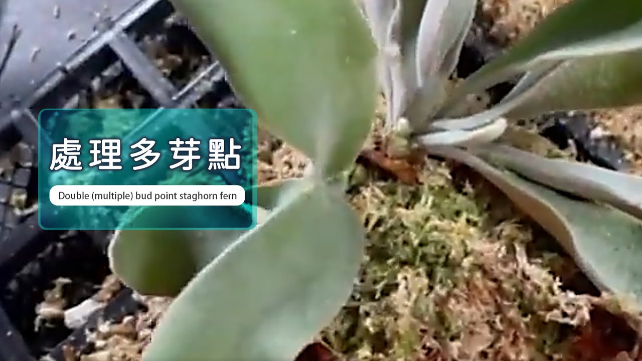雙(多)芽點鹿角蕨 