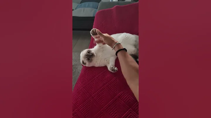 Video 10839131: british shorthair cat kitten, lovely british shorthair kitten, cute british shorthair kitten