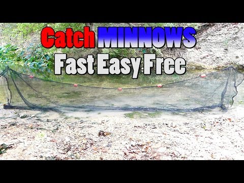 How to Catch Minnows with a Minnow Seine Net! Minnow trapping how to.  Crappie minnows and bass 