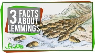 Lemming - Animal Facts for Kids - Characteristics & Pictures