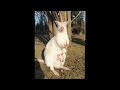 Just an albino wallaby and her baby enjoying a snack in the sun