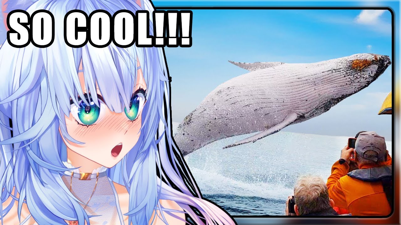 ЛУЧШИЕ ВСТРЕЧИ С ЖИВОТНЫМИ ВСЕХ ВРЕМЕН!!! | Реакция Мифую на ежедневную дозу интернета