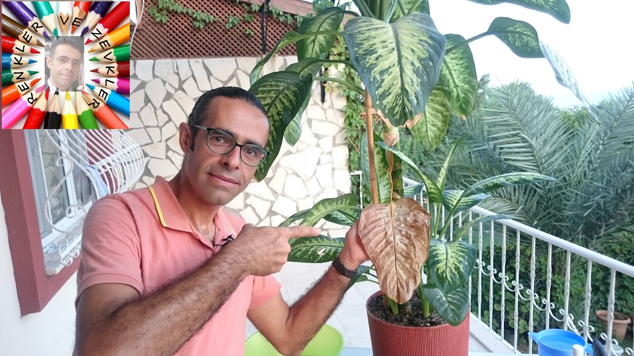 Почему листья дифенбахьи желтеют?