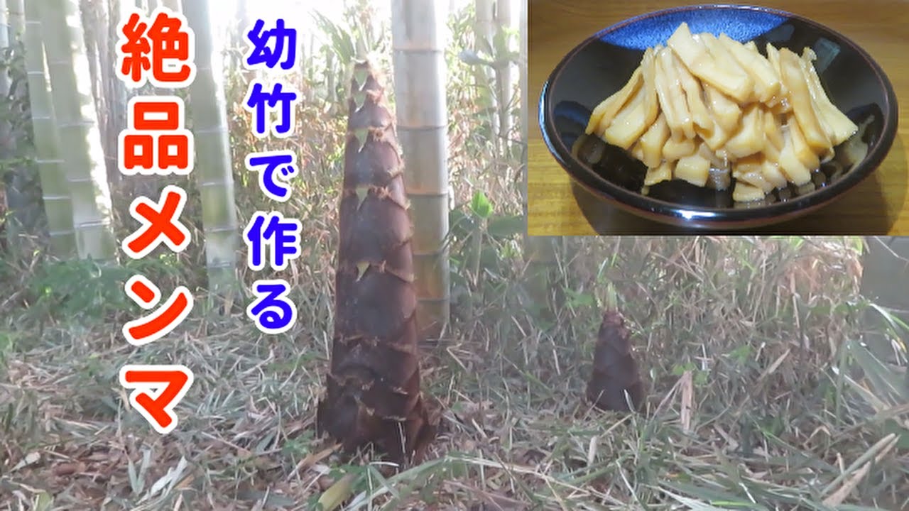 【食感が抜群!】自家製メンマの作り方(収穫・成型・発酵・乾燥・味付け) - YouTube