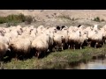 Овцы....