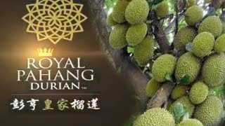 ROYAL PAHANG DURIAN ROYAL PAHANG DURIAN