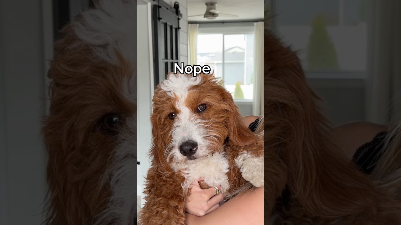 Teenage phase in full swing #dogs #dogcomedy