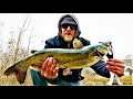 Catching CATFISH with CHICKEN BREAST