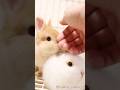 全員違って全員可愛い…短耳3兄弟🐇💗