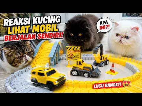 CATS REACT TO A SELF-DRIVING TOY CAR! SO CUTE AND HILARIOUS!