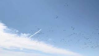 Migrating snow geese in Northern California-2024