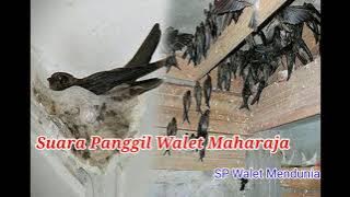 Suara Panggil Walet Maharaja
