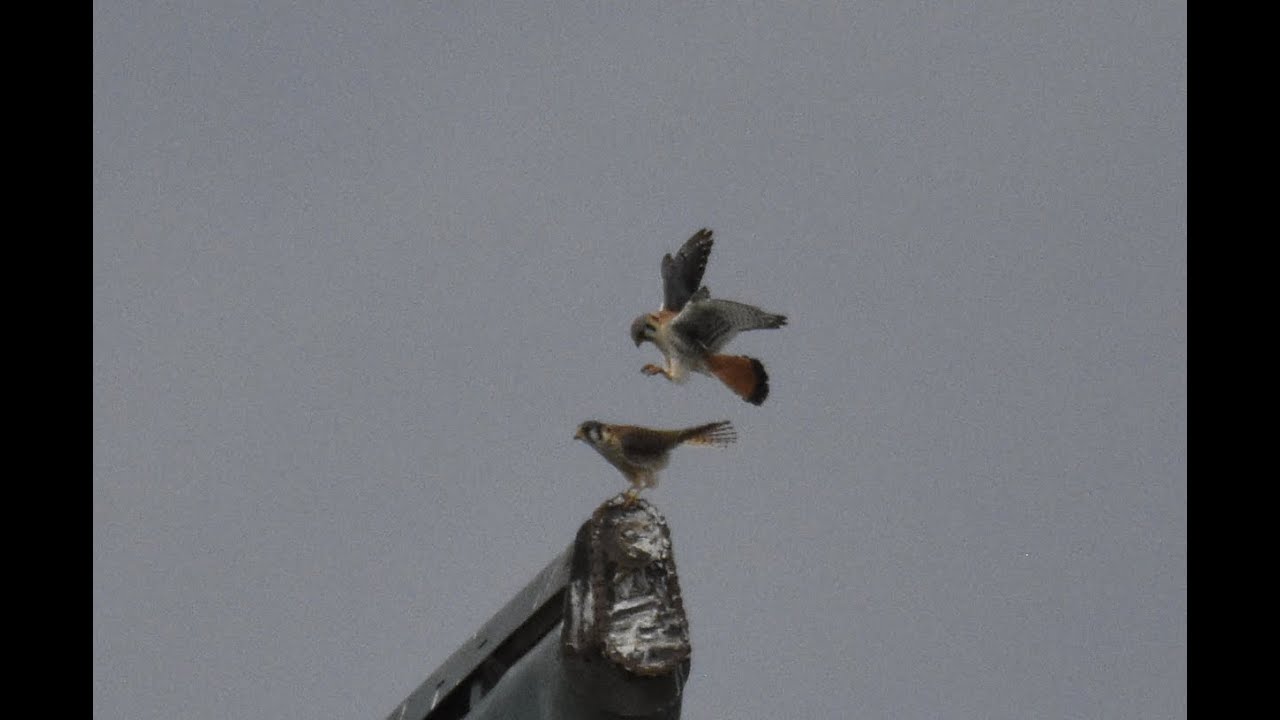Mating American Kestrels and Cooper's Hawk Display Flight (Still Shot