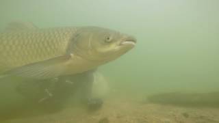 Укрощение белого амура. Taming the grass carp on camera