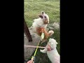 參加小狗旅行團的一天A day to join a puppy tour group#doglife #safety #dog