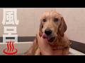 犬生初のお風呂に挑戦♨️ゴールデンレトリバーのラキさん。