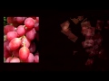 Сорт винограда Анюта – красный виноград мускатного вкуса