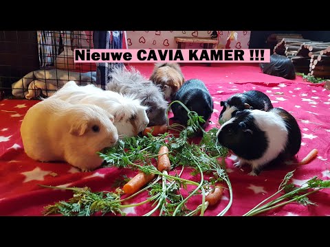 Video: Hoeveel kosten cavia's?