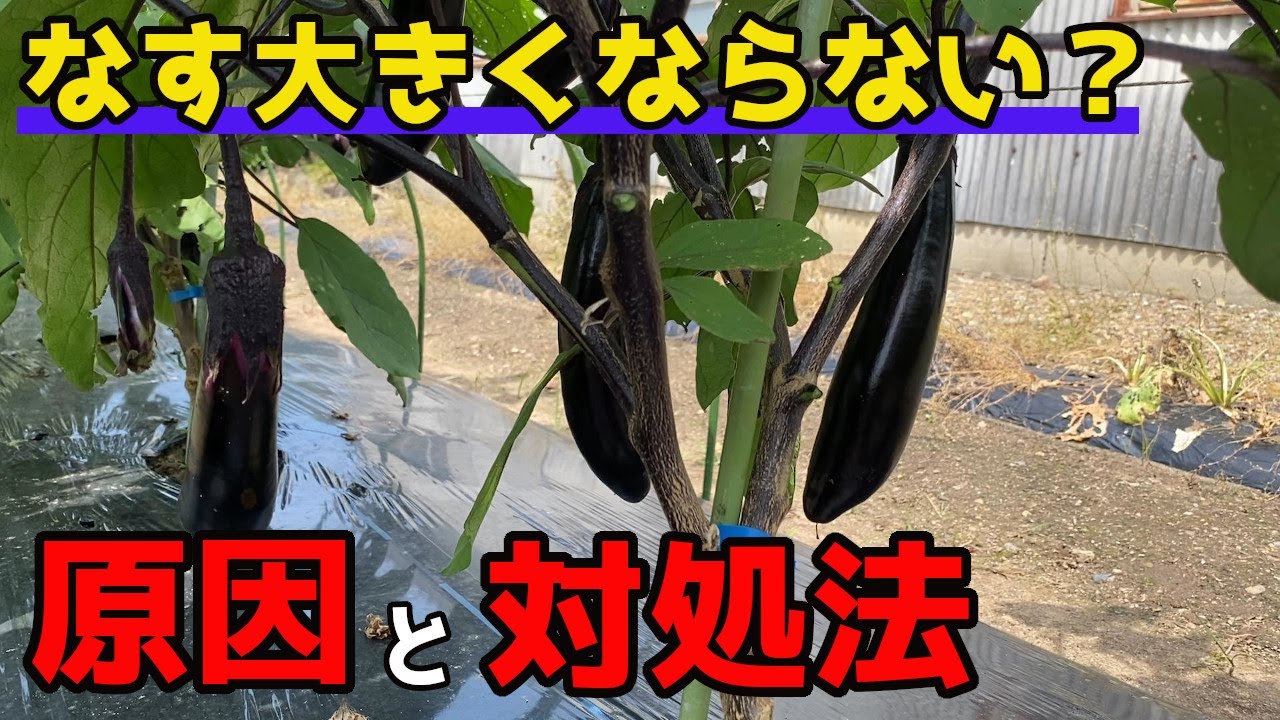 【なす】実が大きくならない理由と対処法を紹介します。【家庭菜園】 - YouTube
