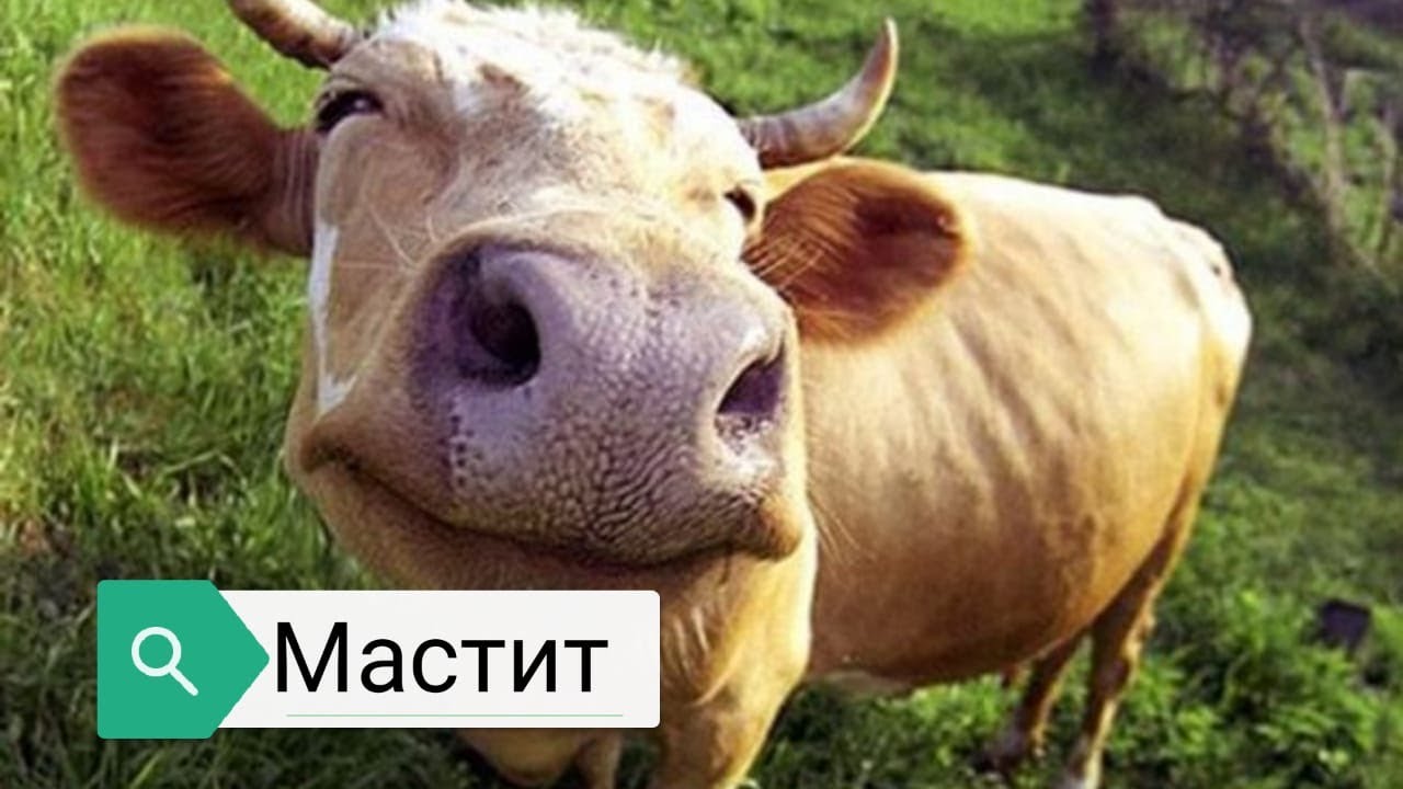 Мастит,при запуске коровы+Масаж