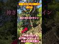 もし逃したら2度とないです！24時間後から良いことが次々と起きます！玉置神社　#パワースポット #遠隔参拝