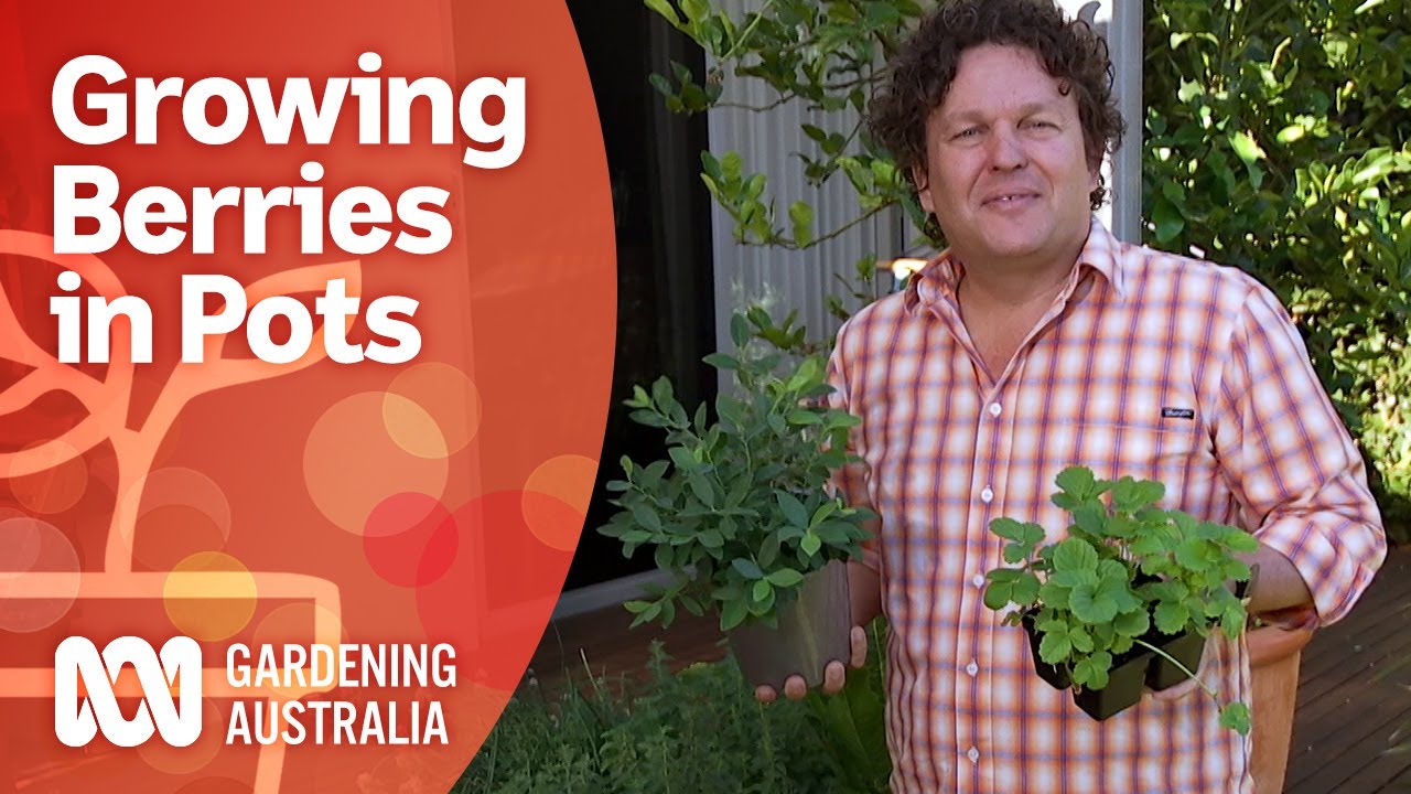 Grow berries in pots and control the conditions Gardening Australia