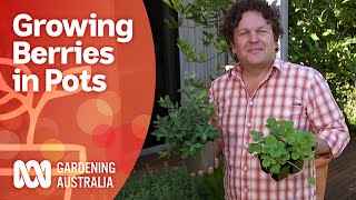Grow berries in pots and control the conditions | Gardening Australia