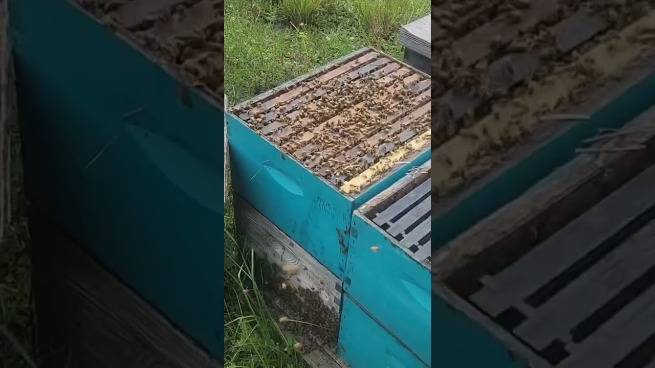 Fall honeybee update 