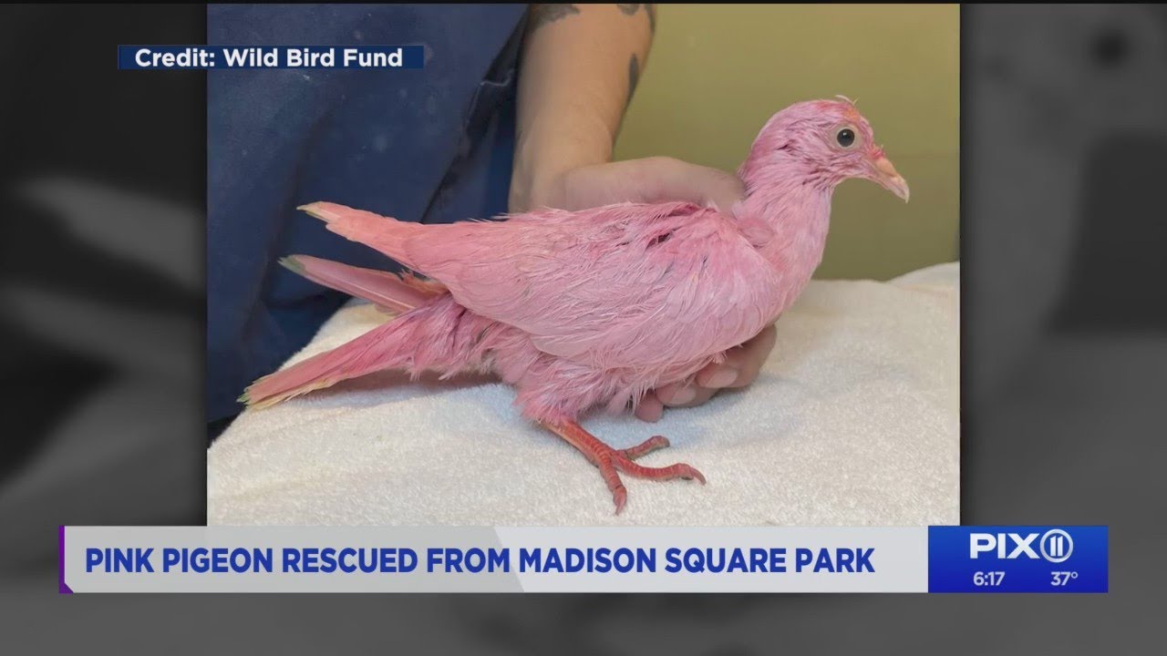 Pink pigeon found in NYC may have been dyed for gender reveal YouTube