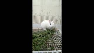 Imported Bloodline Hotot Rabbit😍 | Enjoying Green Food At Our Farm |  RABBIT LAND 🐇 screenshot 4