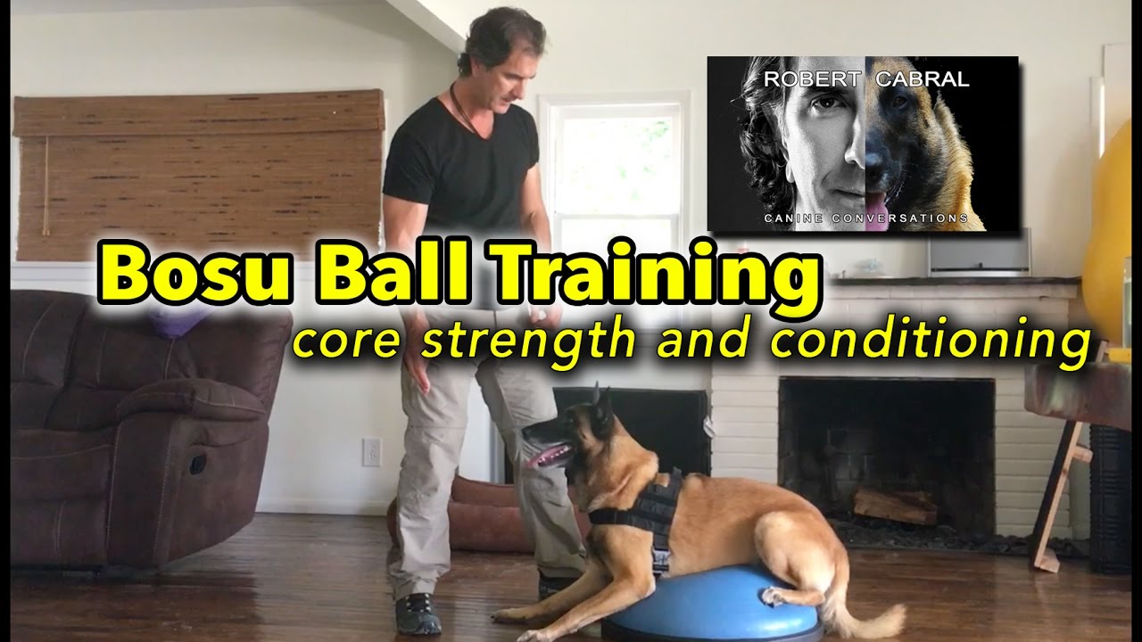 Bosu Ball for Your Dog's Core Training Dog Health and Training YouTube