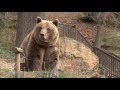 ZOO PLZEŇ - Medvědi hnědí