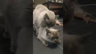 Ragdoll cat mating