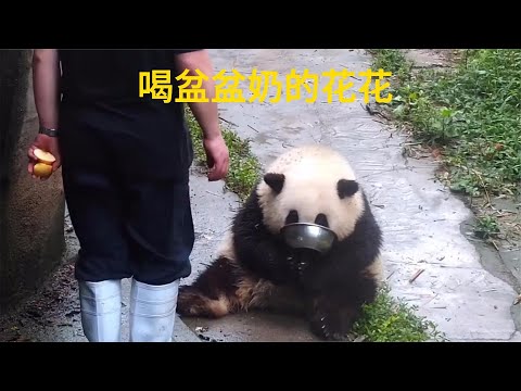 熊猫花花单独喝盆盆奶，谭爷爷太双标了，独宠花花。【快言快娱】