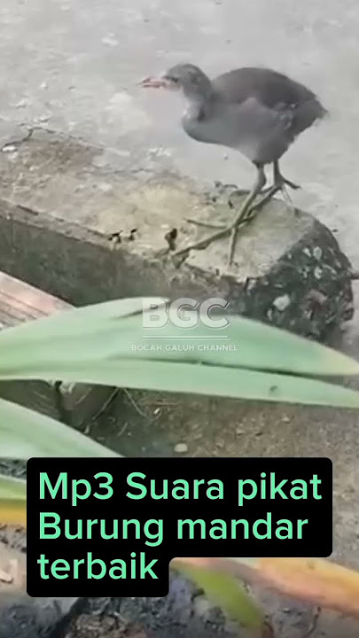 Mp3 suara pikat burung mandar terbaik||Suara pikat terbaru.