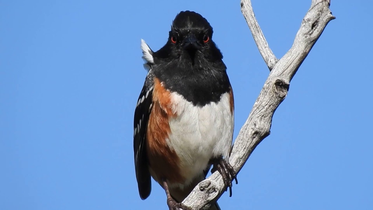 Spotted Towhee singing 
