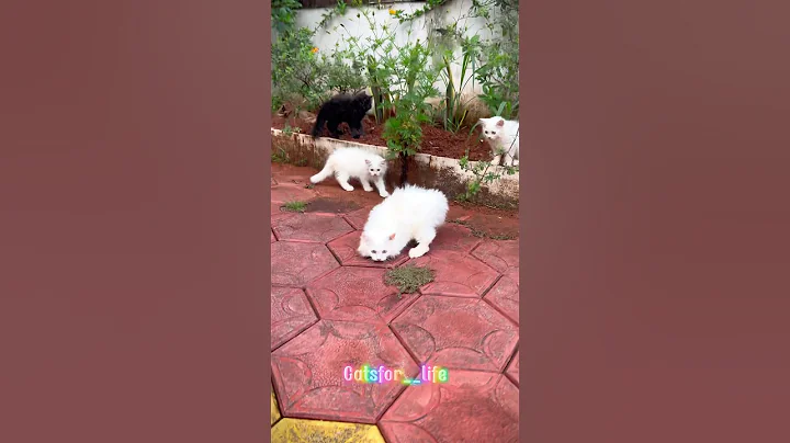 Video 9006701: persian cat, kittens white cute