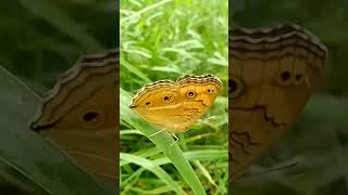 Peacock pansy butterfly resting on a leaf