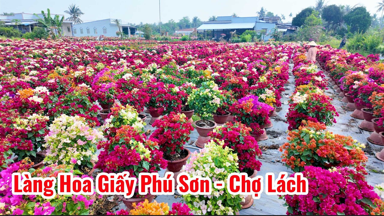 Rực rỡ đủ màu sắc ở Làng Hoa Giấy Phú Sơn - Chợ Lách