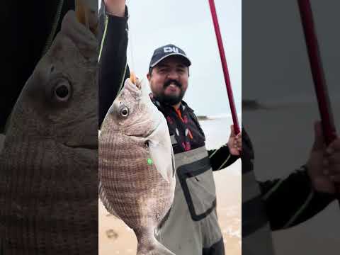 رغم قساوة البحر سمك الشرغو كان في الموعد خرجة ممتعة رفقة الأصدقاء شرغو