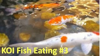 KOI FISH POND #3 | Family Fun KOI fish pond at Vincom Mall Shopping Royal City Hanoi by HT BabyTV