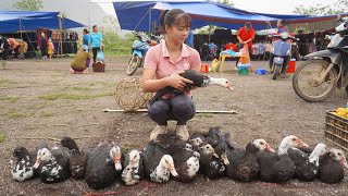 Harvesting Geese Go To Market Sell, Buy Baby Geese To Raise || Phương  Free Bushcraft