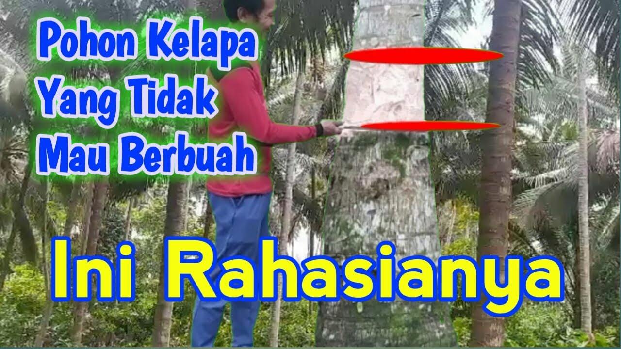 Cara Mengatasi Pohon Kelapa Yang Tidak berbuah